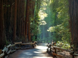 SF-12729 scenics 1
