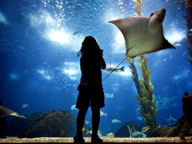 Lisbon Oceanarium Entrance Tickets