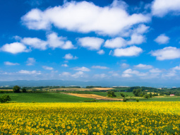 SA1-13789 scenics 5