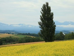 SA1-13789 scenics 8