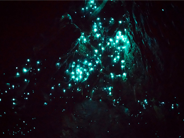 蓝光萤火虫夜游_玩哪儿网