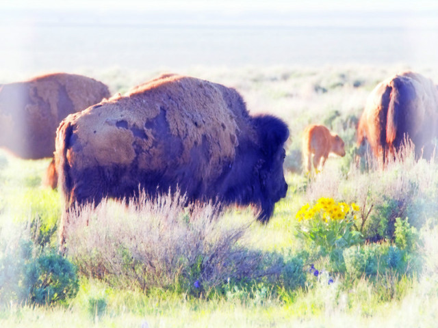 6-Day Yellowstone Park, Grand Teton, Mt. Rushmore, Devil’s Tower, Salt Lake City Tour